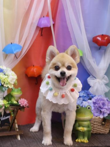 20230613たんぽぽちゃん